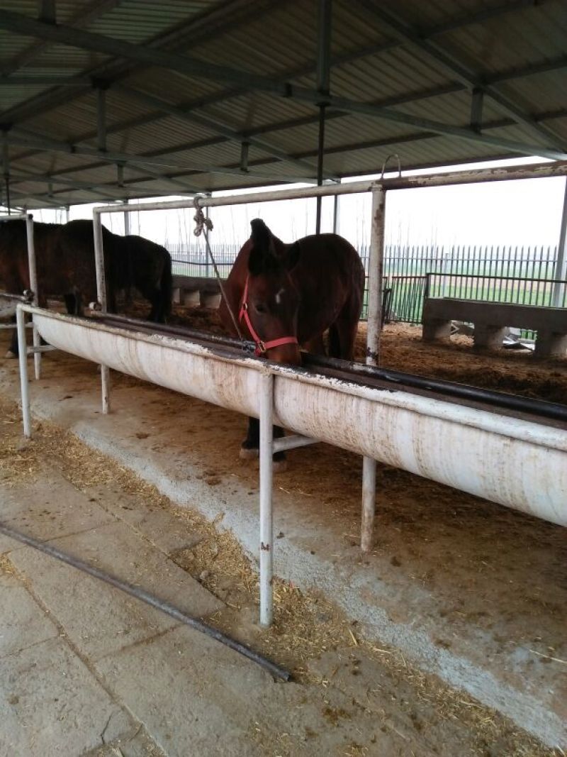 肉马600kg以上