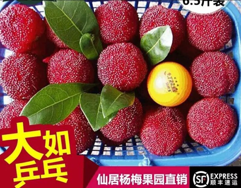东魁杨梅