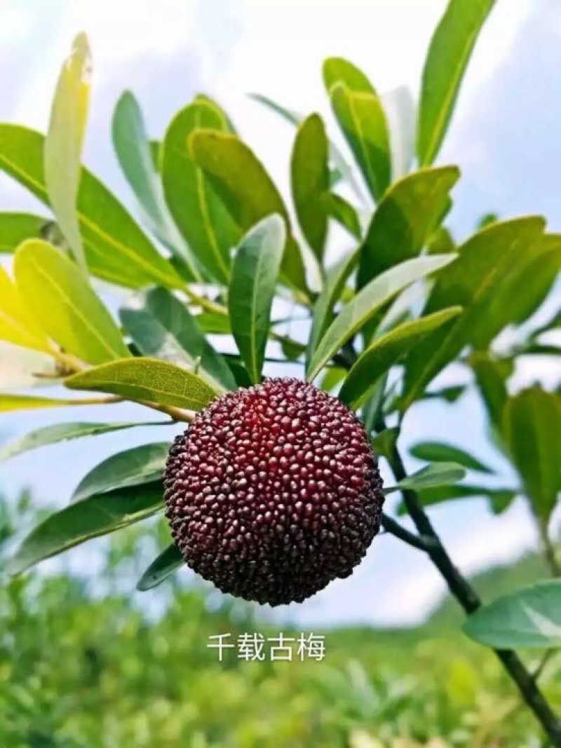东魁杨梅