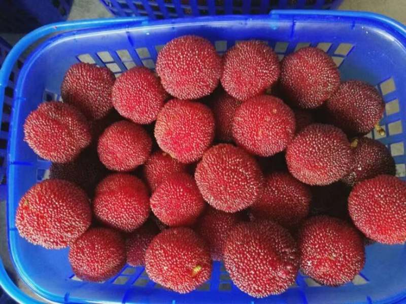 东魁杨梅