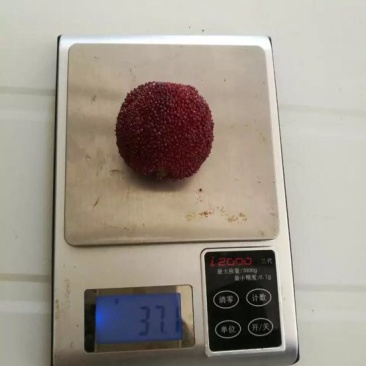 东魁杨梅