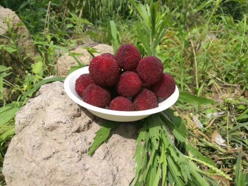 东魁杨梅