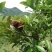 荸荠种
