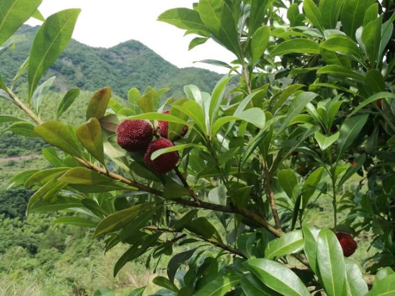 荸荠种