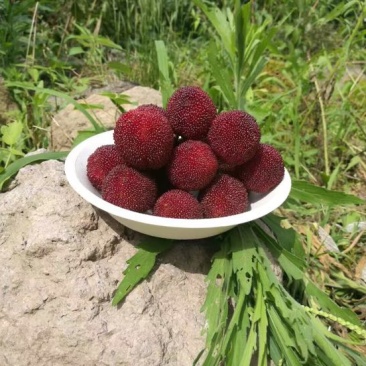 荸荠种