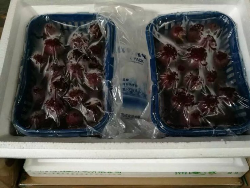 荸荠种