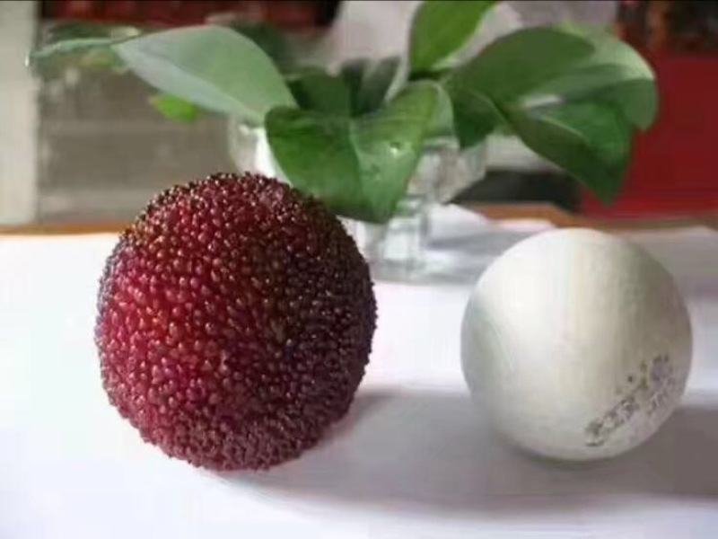杨梅