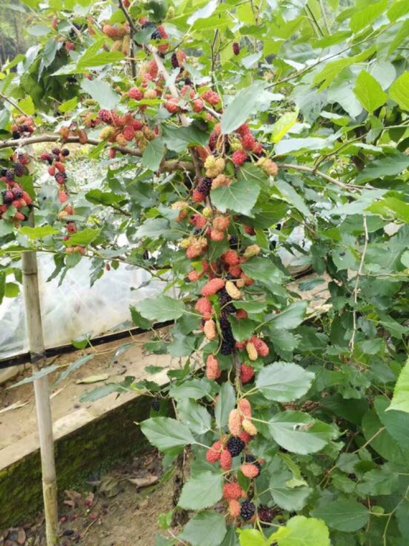 桑树苗