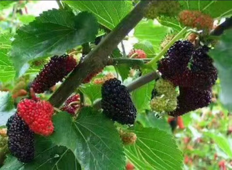 桑树苗