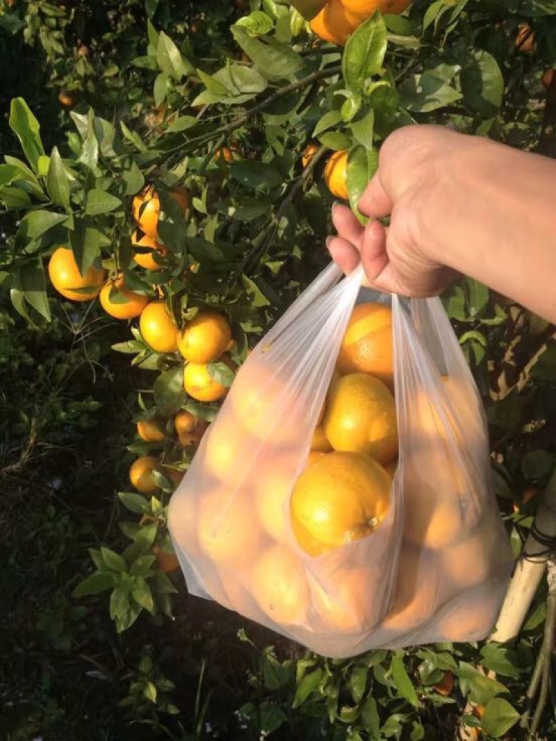 沃柑苗