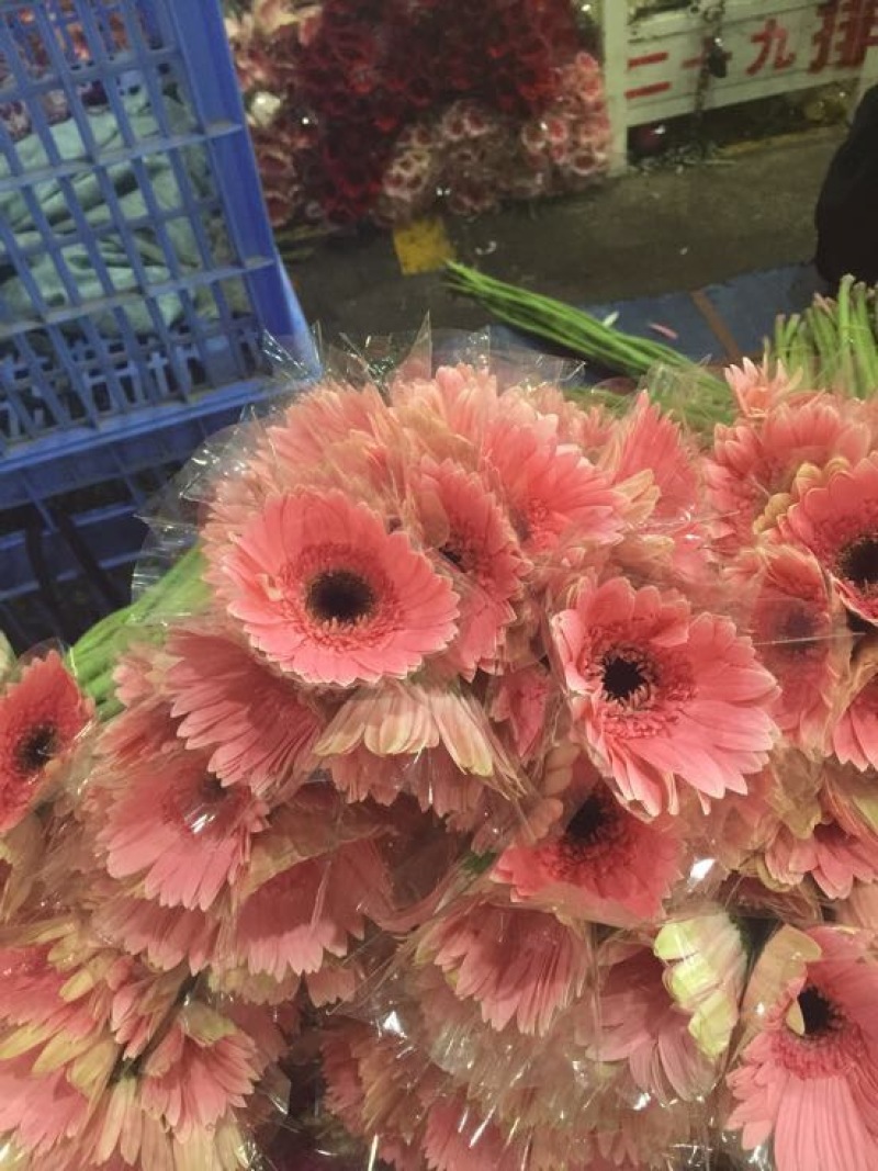 扶郎花