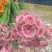 扶郎花