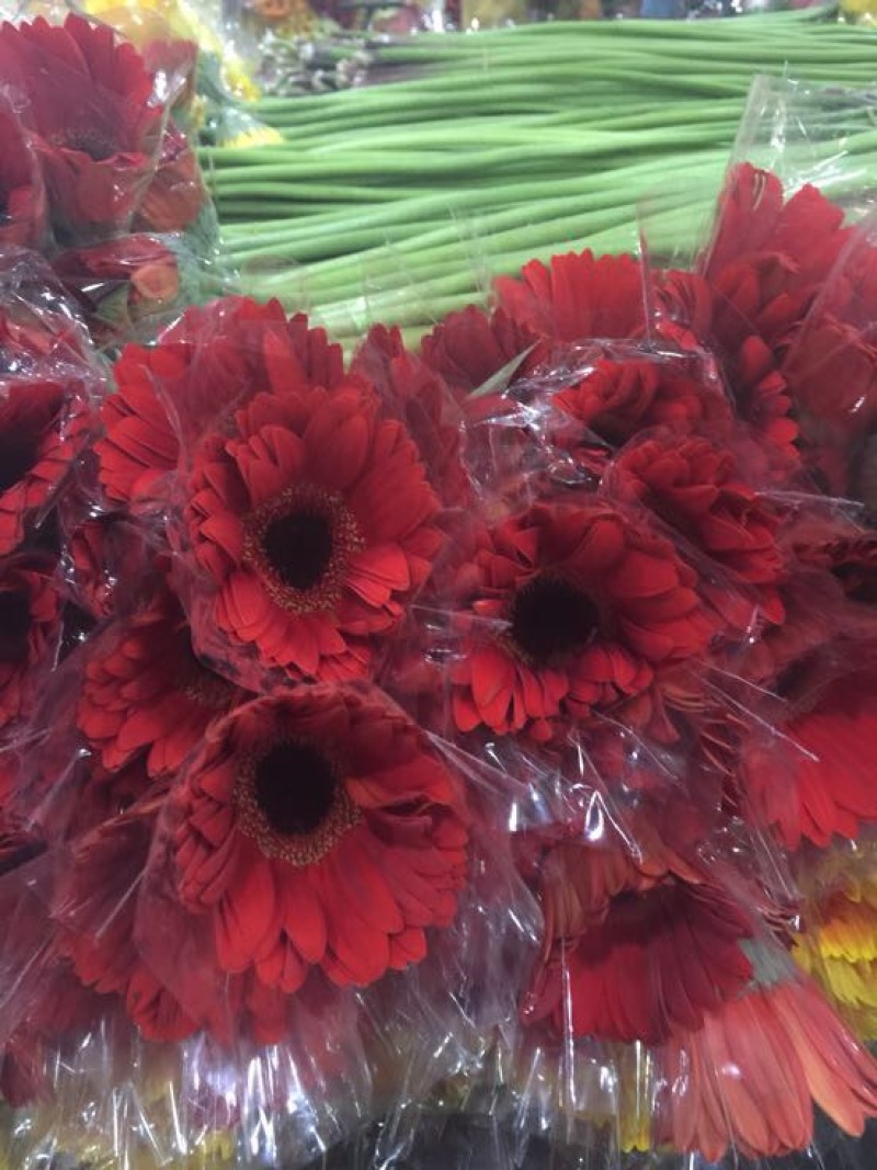 扶郎花