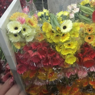 扶郎花