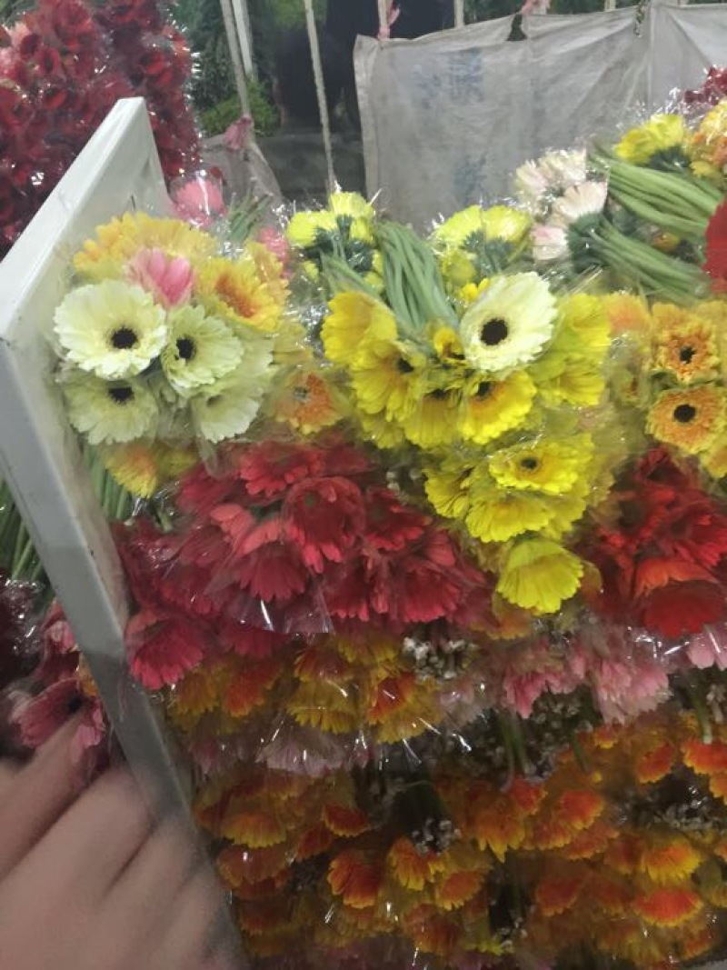 扶郎花