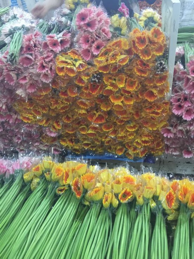扶郎花