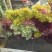 扶郎花