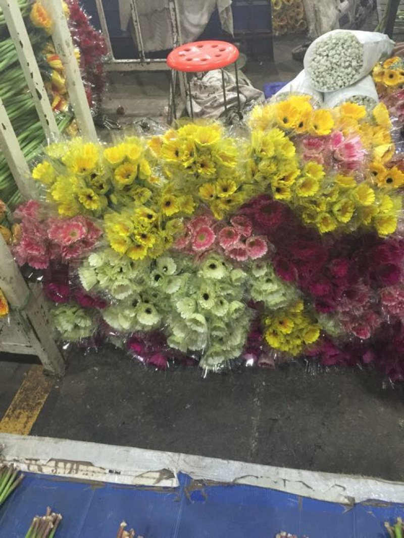 扶郎花