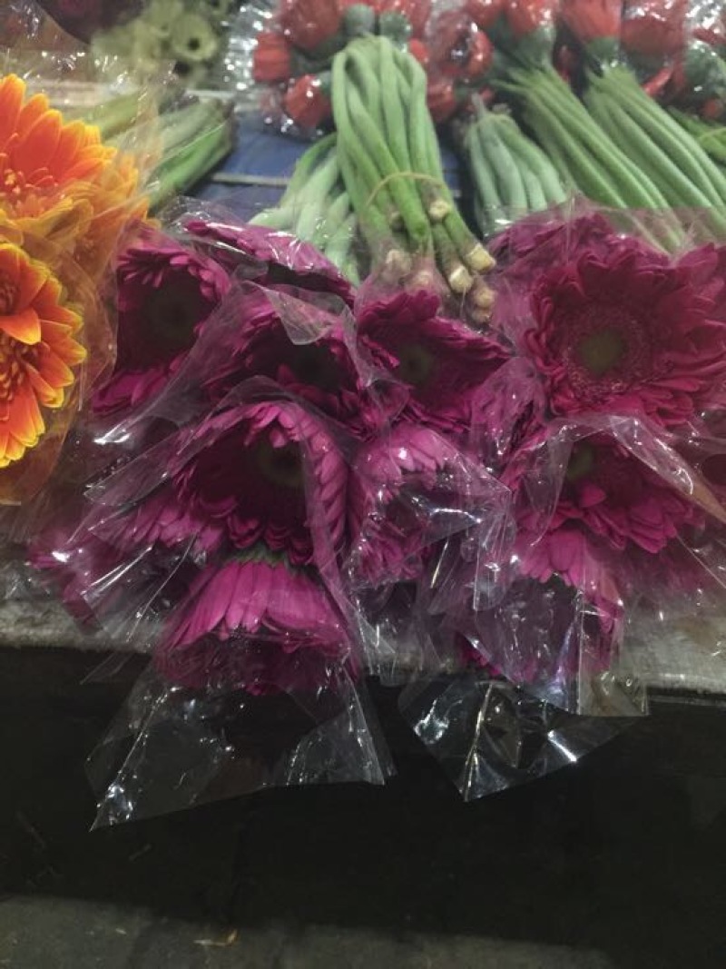 扶郎花