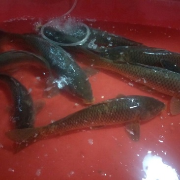 河鲤鱼食用1~2公斤
