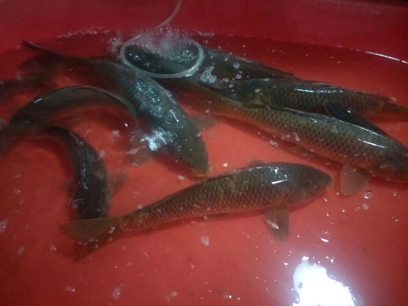 河鲤鱼食用1~2公斤
