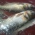 河鲤鱼食用1~2公斤