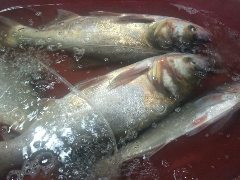 河鲤鱼食用1~2公斤
