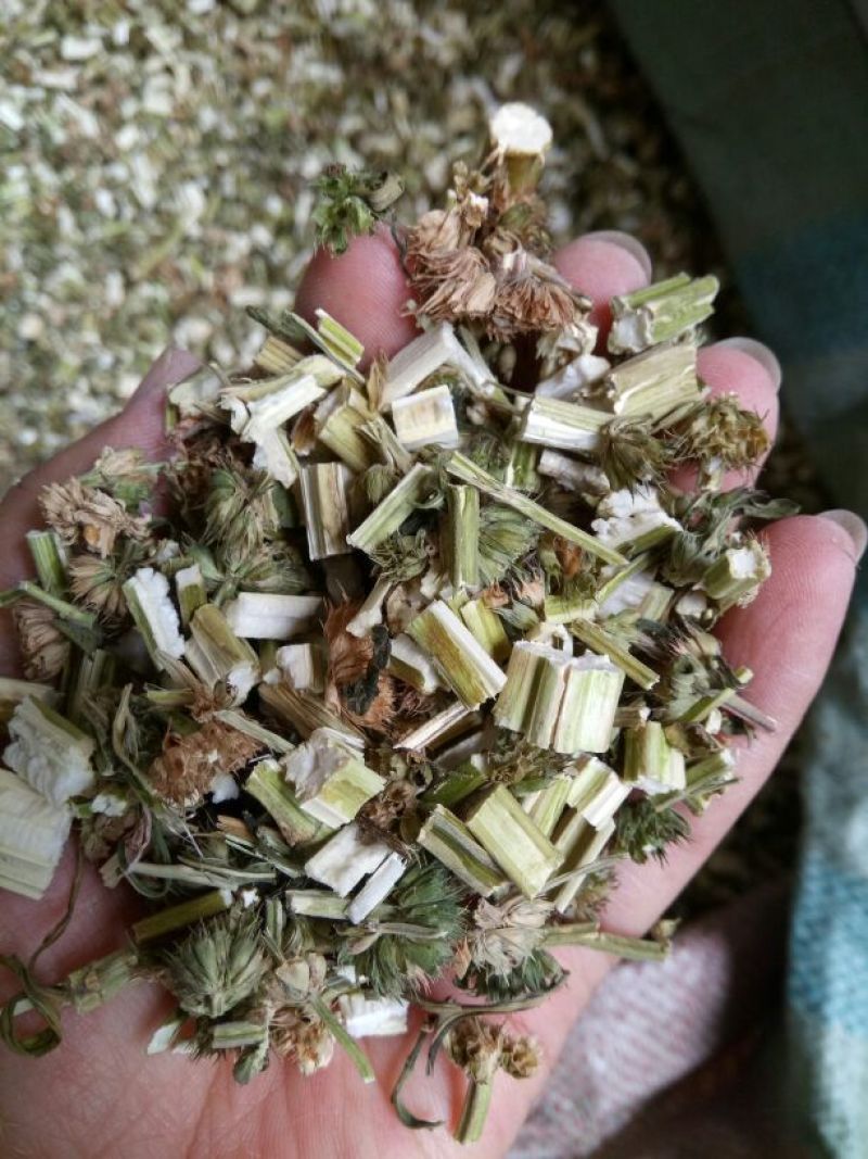 益母草河北新干货量大从优欢迎选购