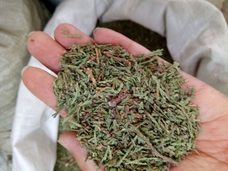 侧柏叶切段山东产人工种植干货量大从优