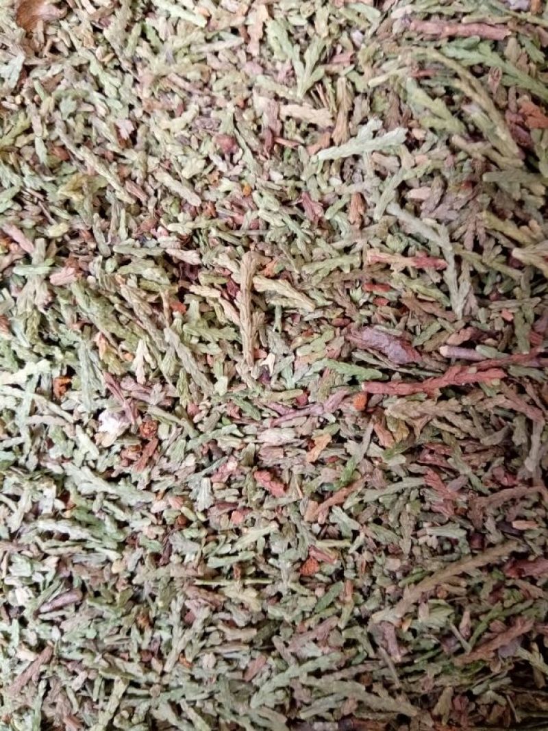 侧柏叶切段山东产人工种植干货量大从优
