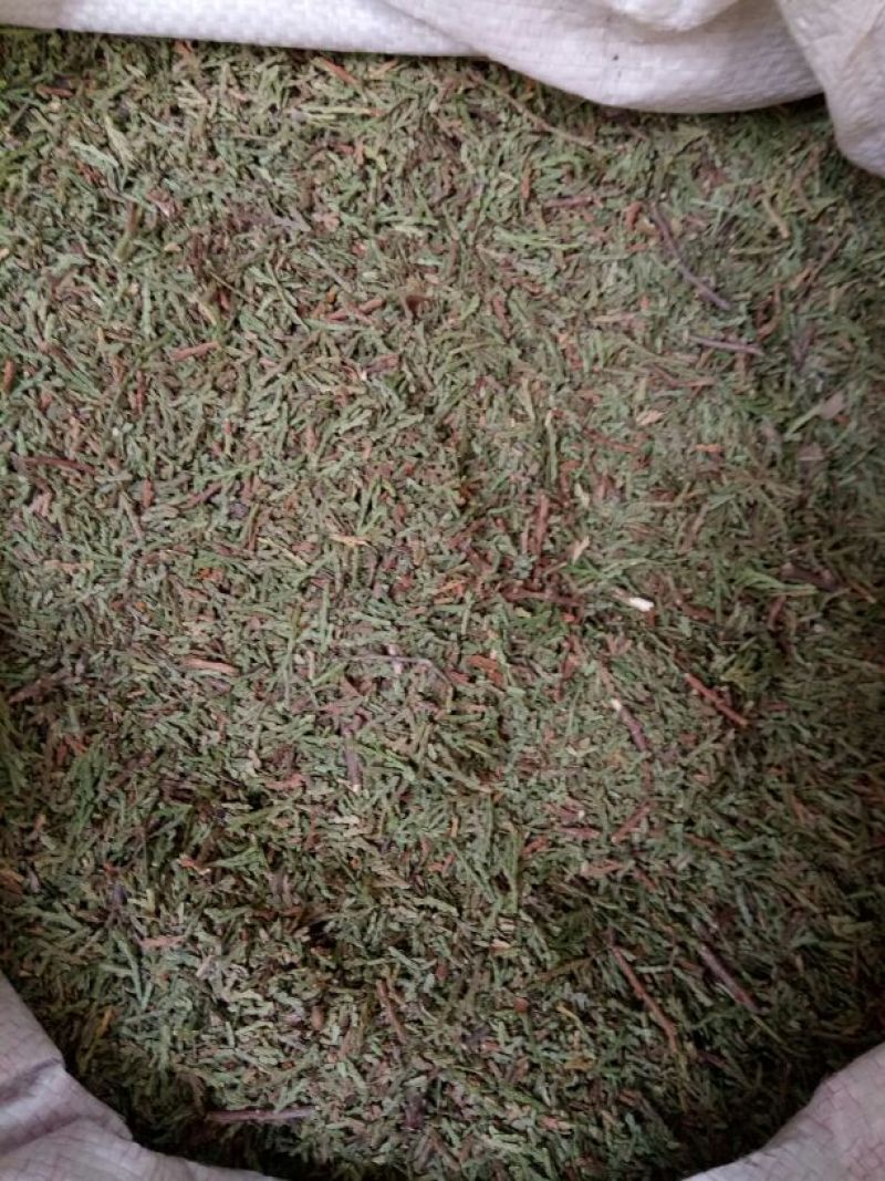 侧柏叶切段山东产人工种植干货量大从优