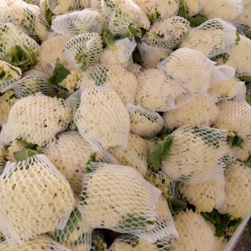 菜花