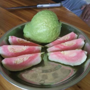西瓜番石榴苗