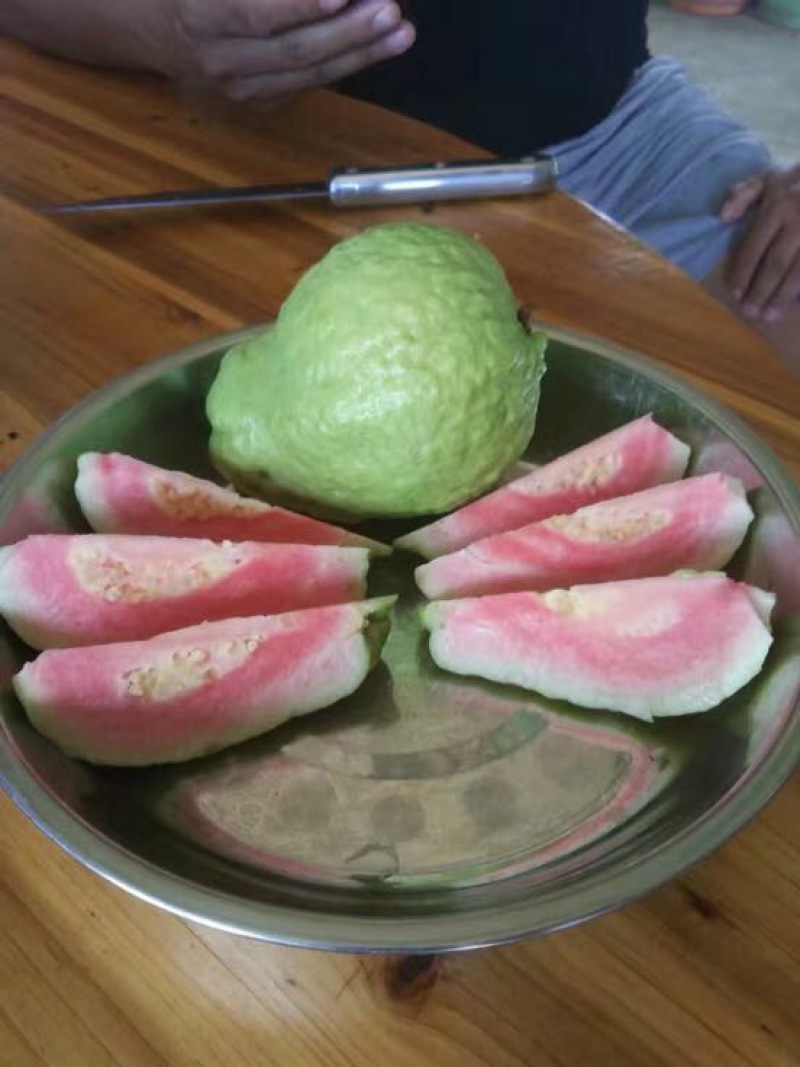 西瓜番石榴苗