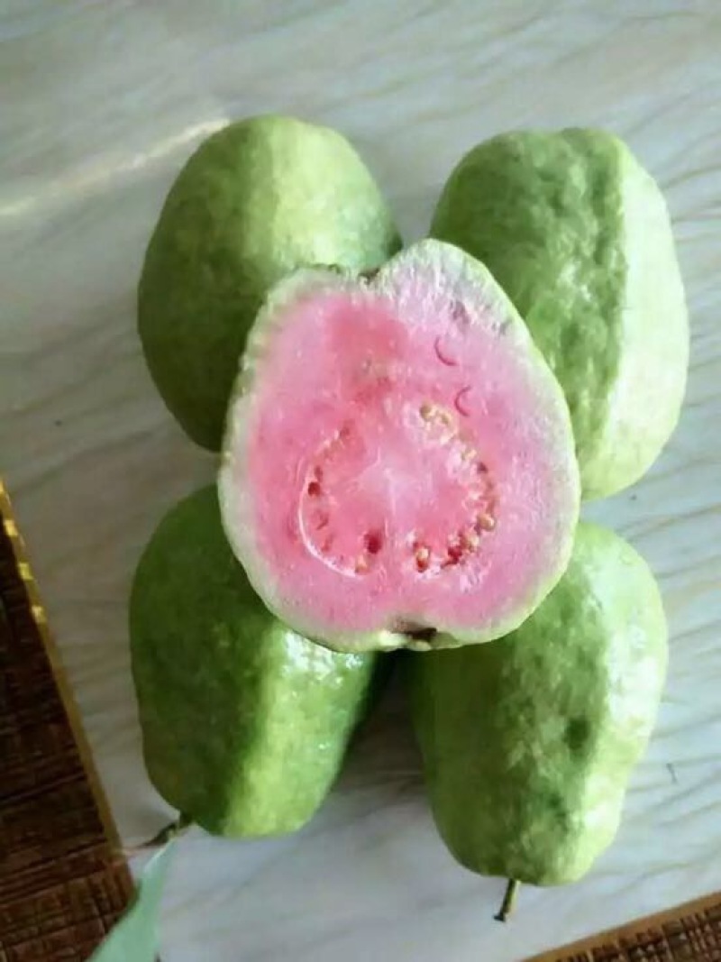 西瓜番石榴苗