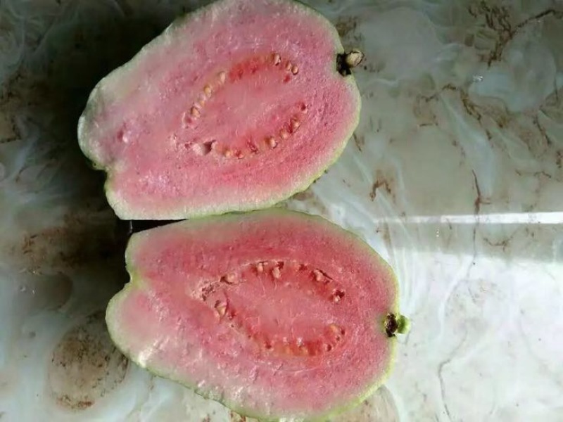 西瓜番石榴苗