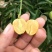 无核黄皮苗