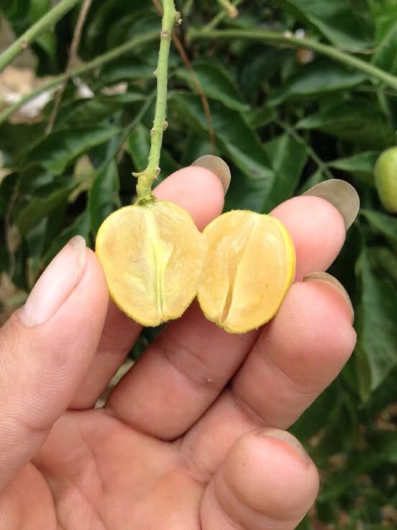 无核黄皮苗