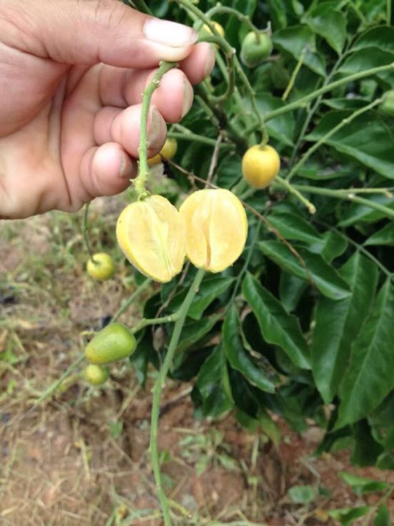无核黄皮苗