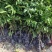 无核黄皮苗