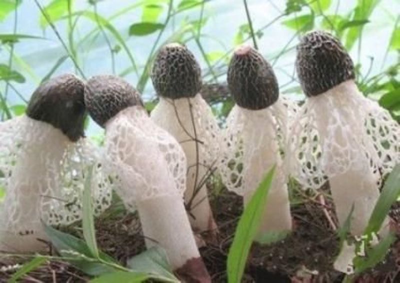 干竹荪特级