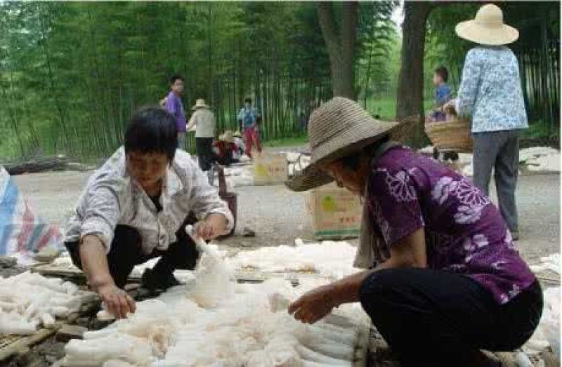 干竹荪特级