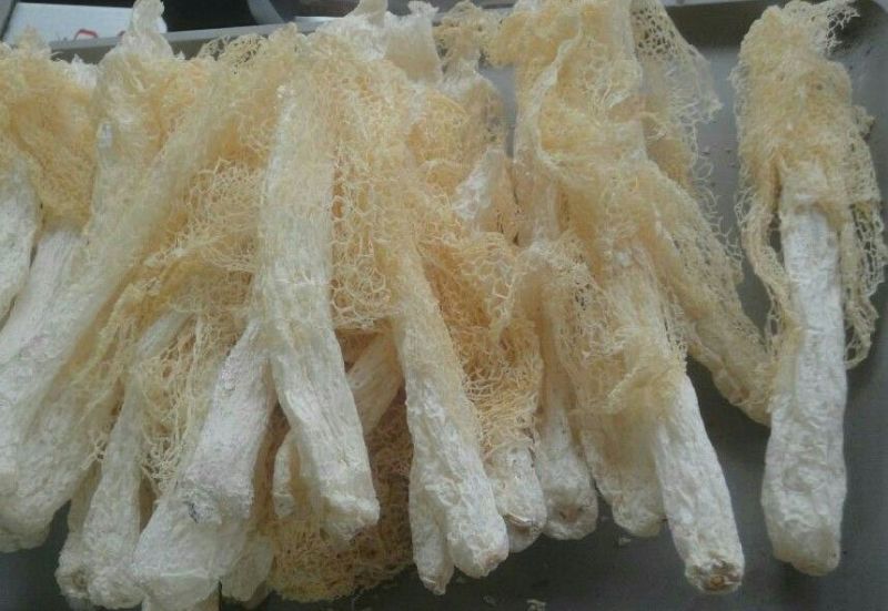 干竹荪特级