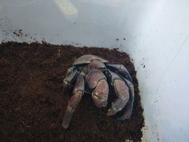 螃蟹食用雄蟹