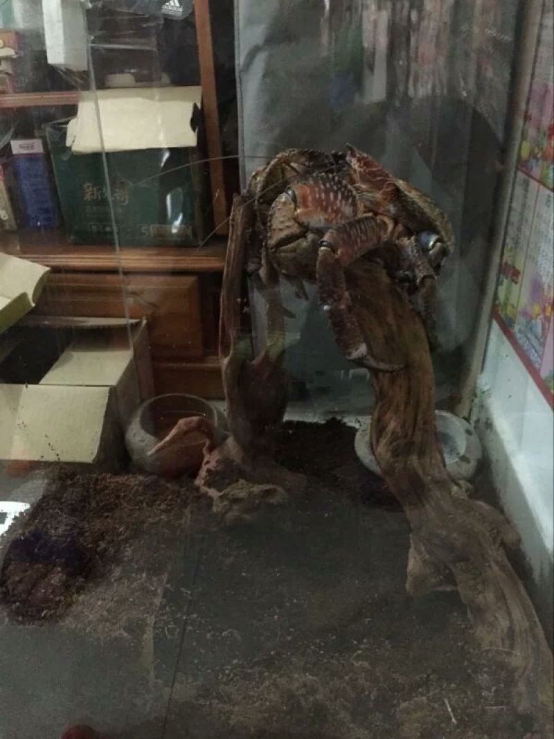 螃蟹食用雄蟹