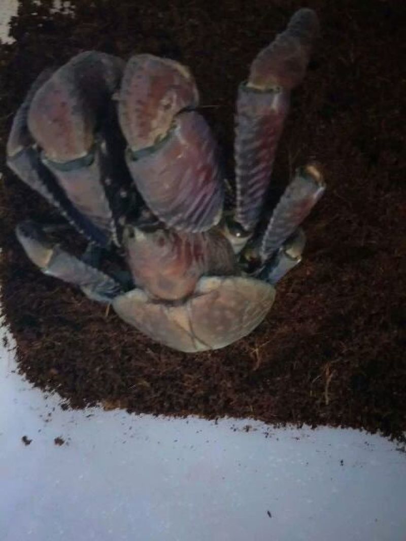 螃蟹食用雄蟹