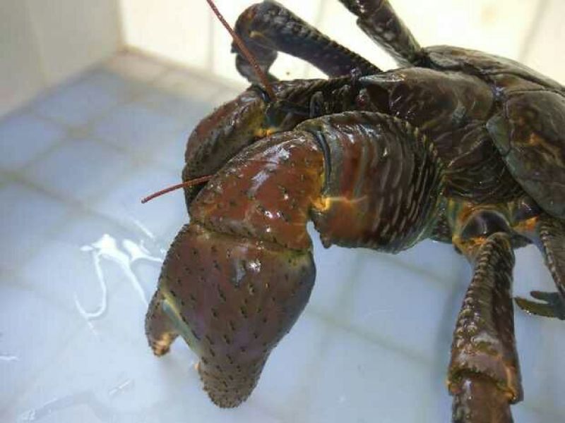螃蟹食用雄蟹
