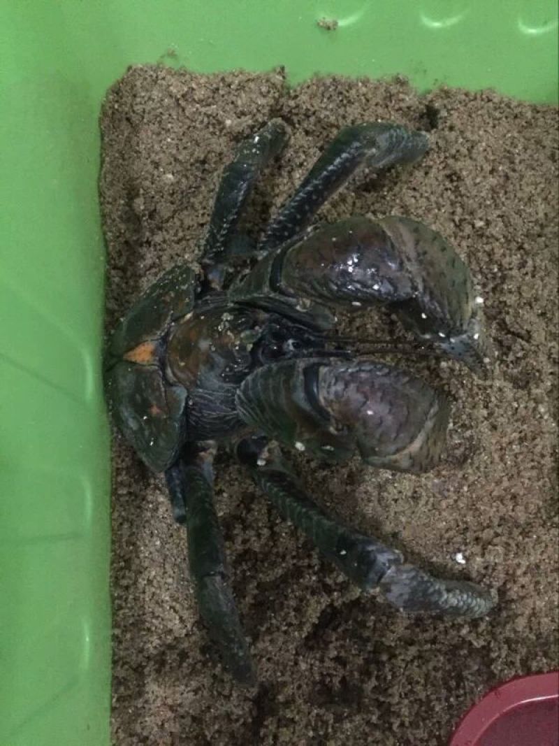螃蟹食用雄蟹