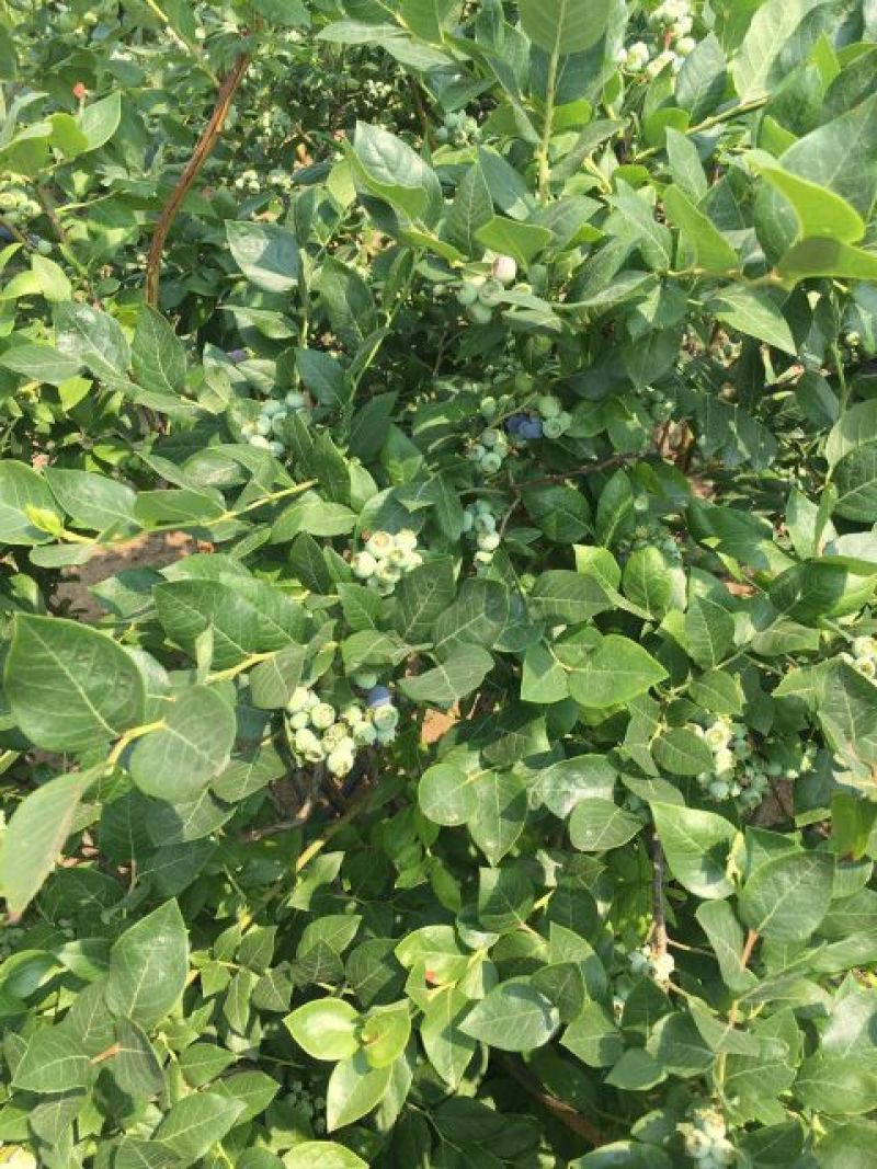 蓝莓鲜果12~14mm以上