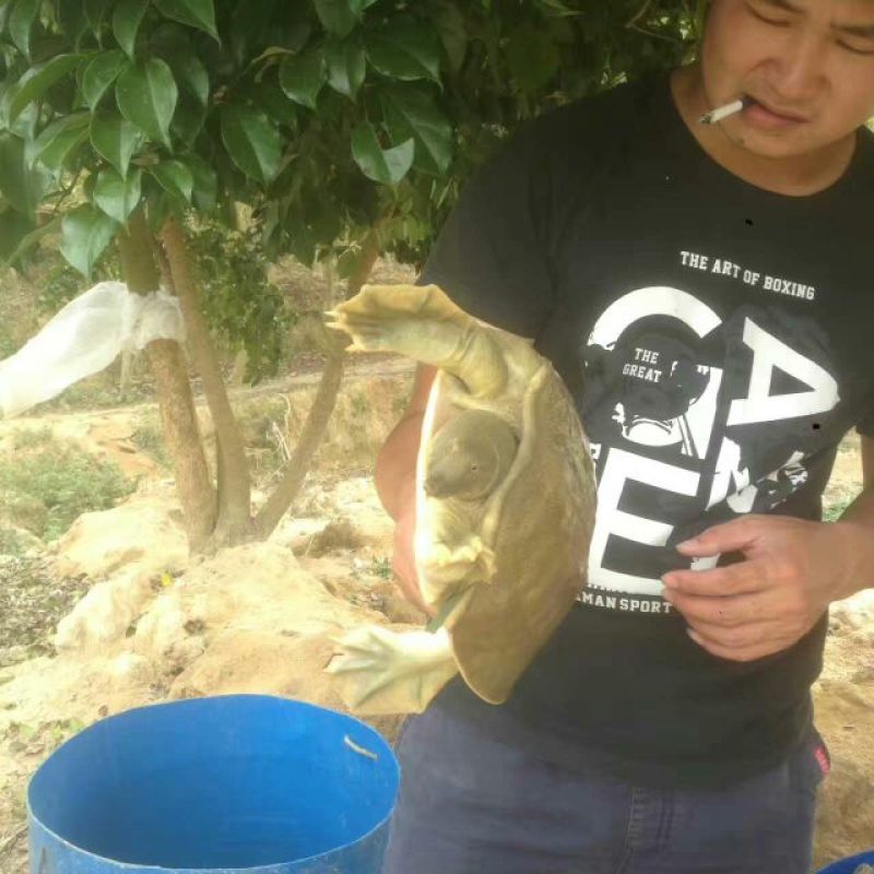 黄沙鳖2.5~3斤